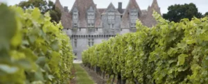 A beautiful vineyard with lush green grapes in front of a stunning castle, showcasing the beauty of Vineyards Dordogne.