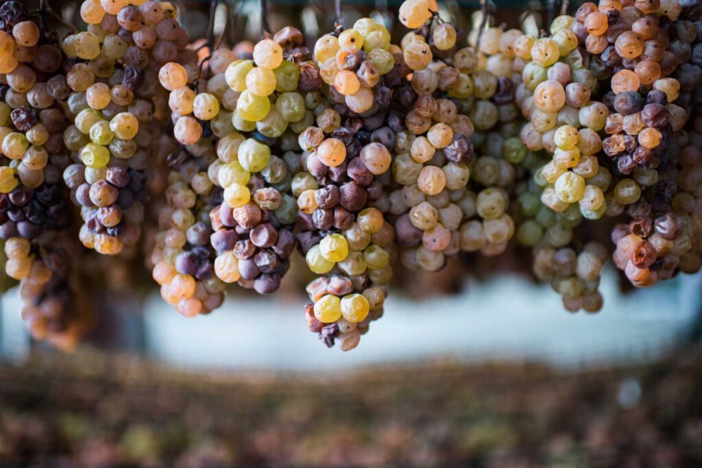 Sweet Virtues Noble Rot