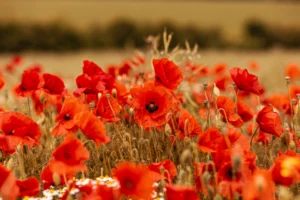 Armistice in Dordogne